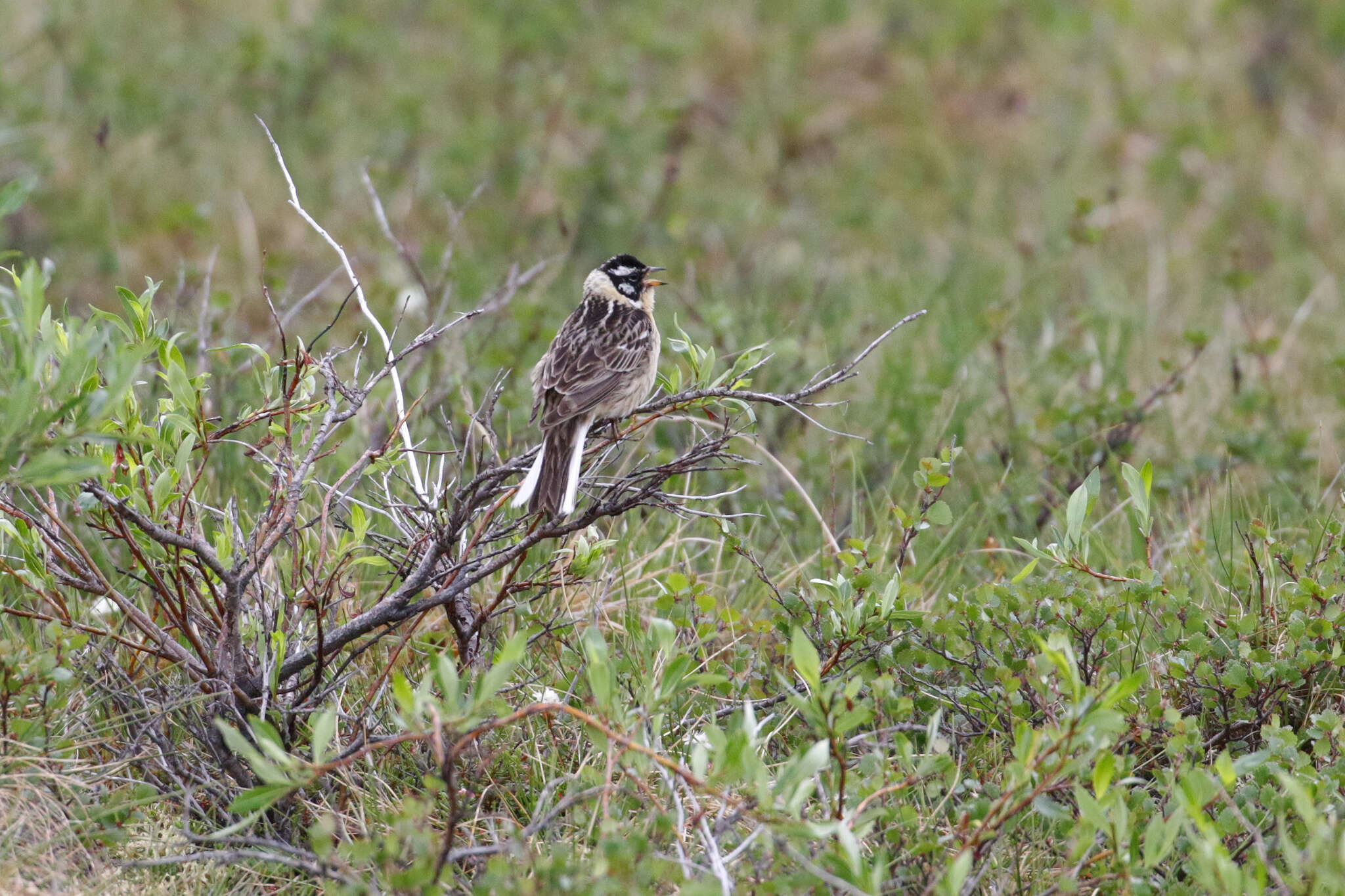 Image of Smith's Longspur