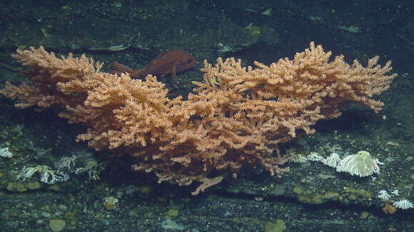 Image of Pacific red tree coral