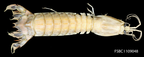Image of <i>Parasquilla coccinea</i> Manning 1962
