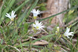 Plancia ëd Cerastium arvense subsp. arvense