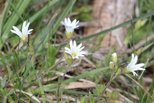 Plancia ëd Cerastium arvense subsp. arvense