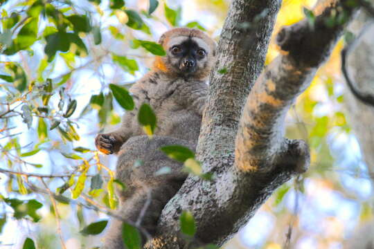 Image of Bennett's Brown Lemur