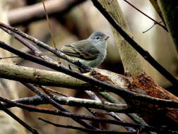 Image of Southern Beardless Tyrannulet