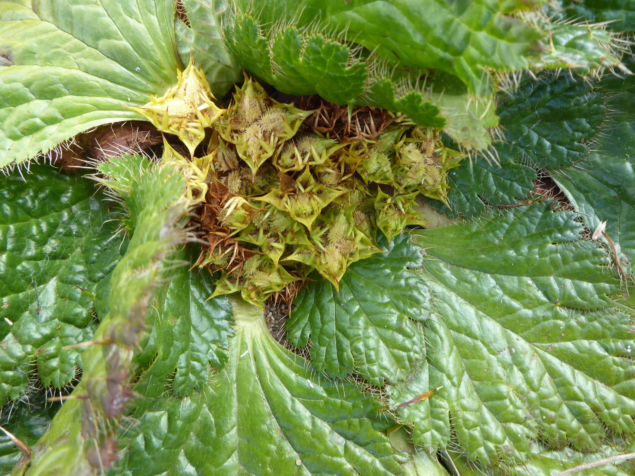 Image of Arctopus echinatus L.