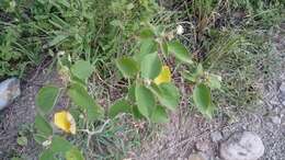 Image of Mexican croton