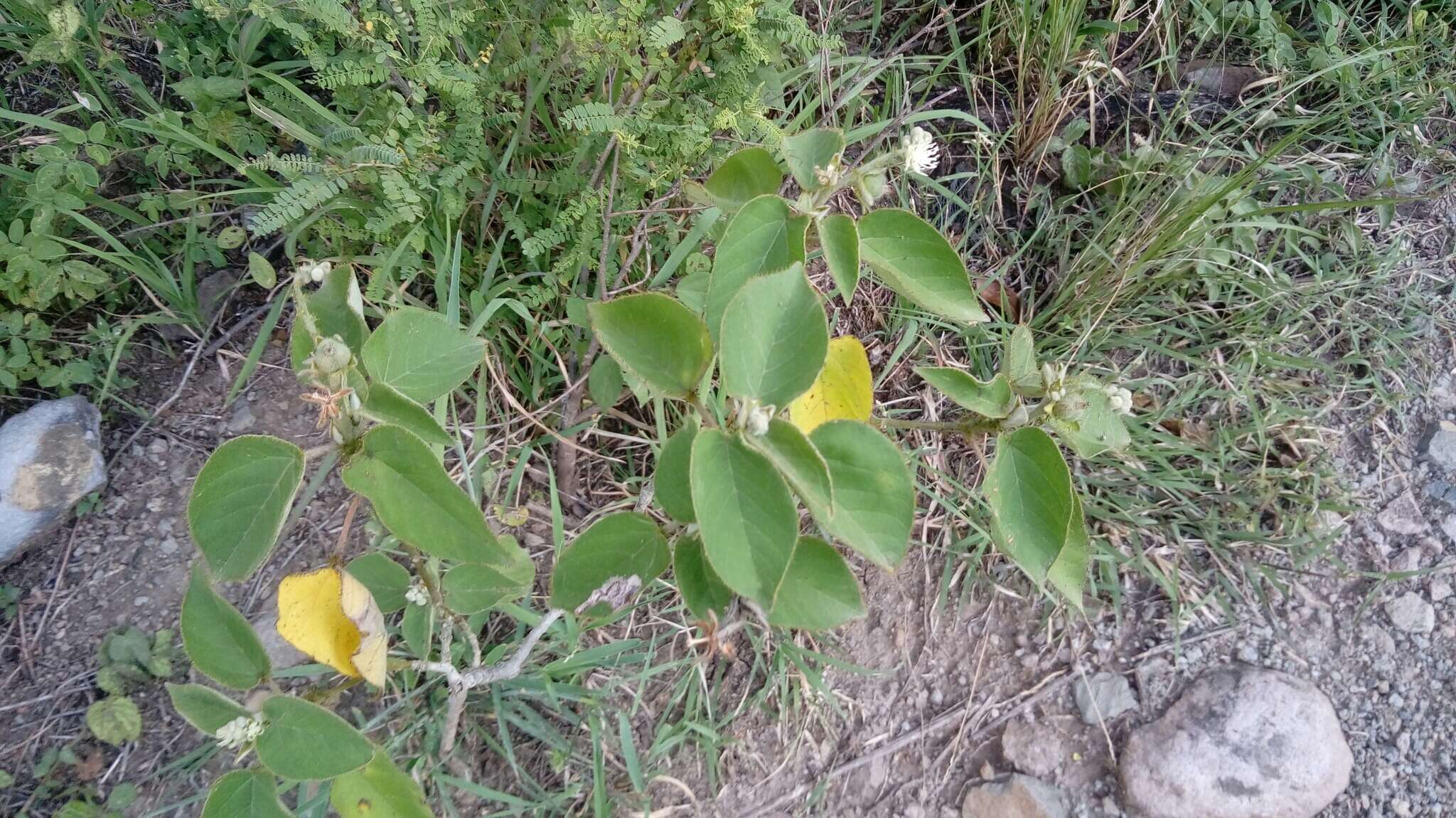 Image of Mexican croton