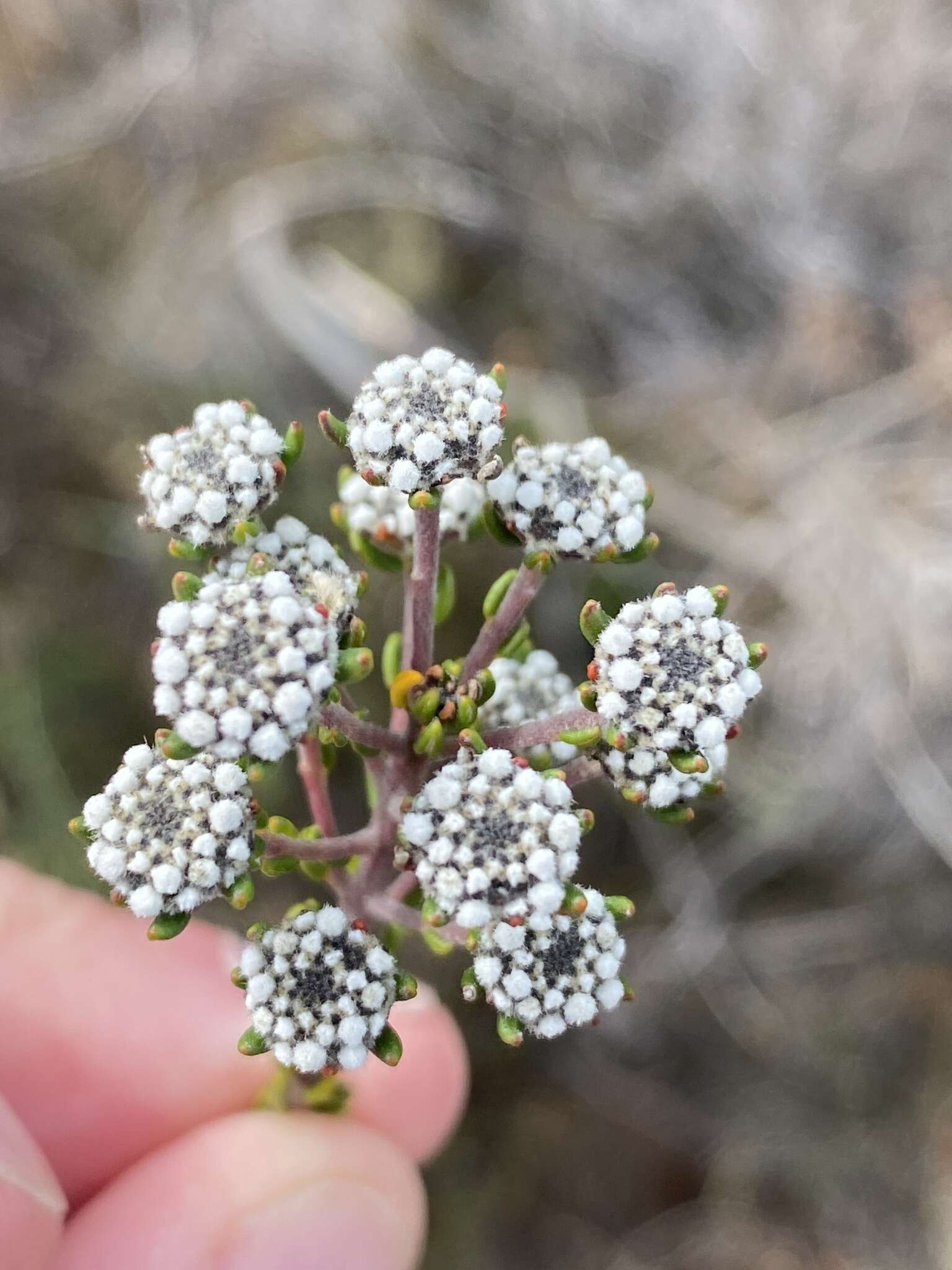 Image of Phylica selaginoides Sond.