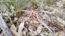 Image of Veined spider orchid