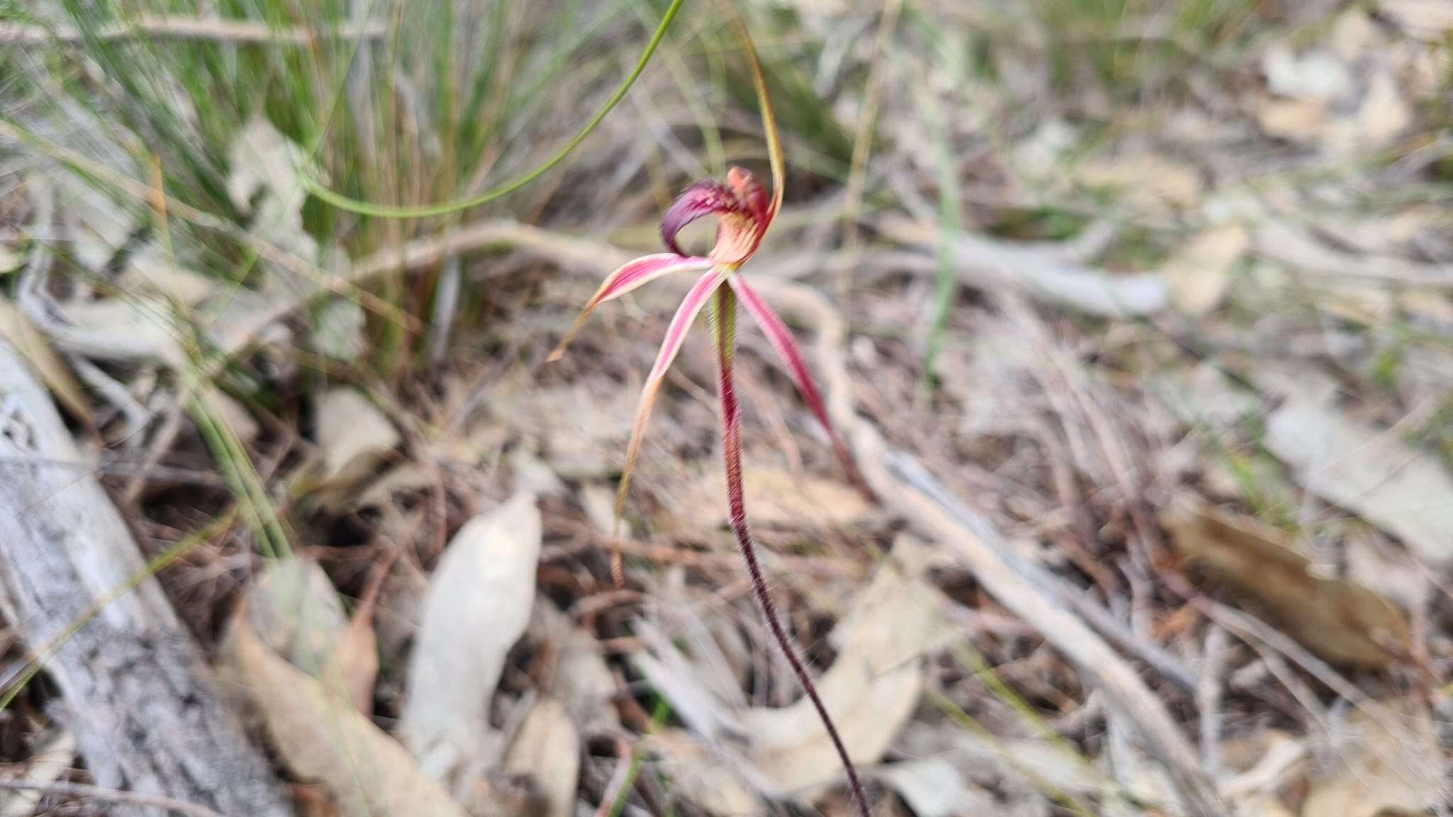 Image of Veined spider orchid