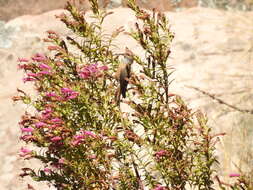 Image of Wedge-tailed Hillstar