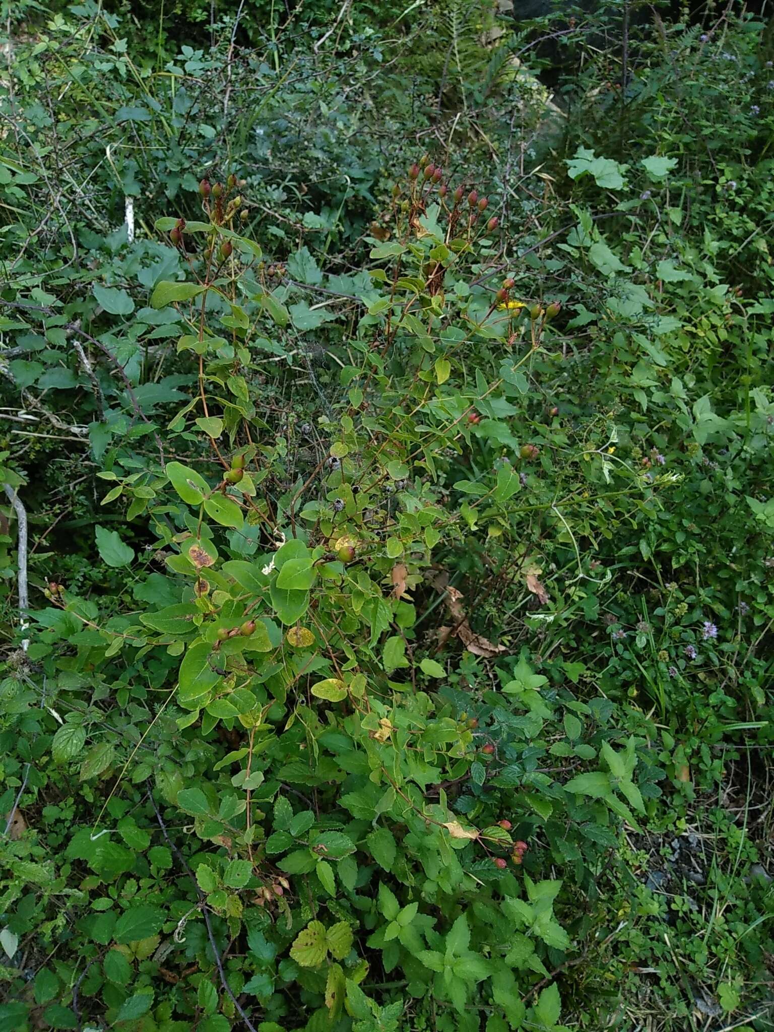 Image of Hypericum hircinum L.