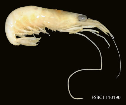 Image of <i>Processa guyanae</i> Holthuis 1959