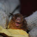 Image of Temminck's Trident Bat