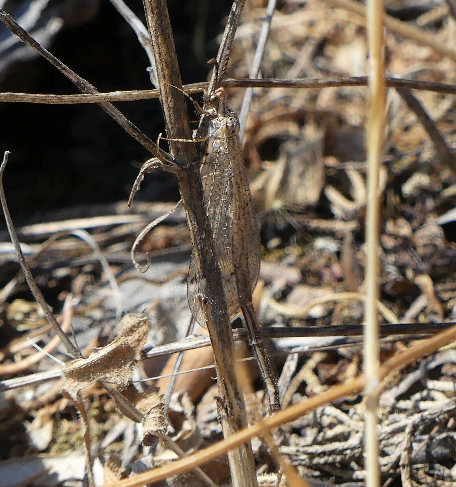 Слика од Macronemurus bilineatus Brauer 1868