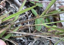 Panicum malacon Nash resmi