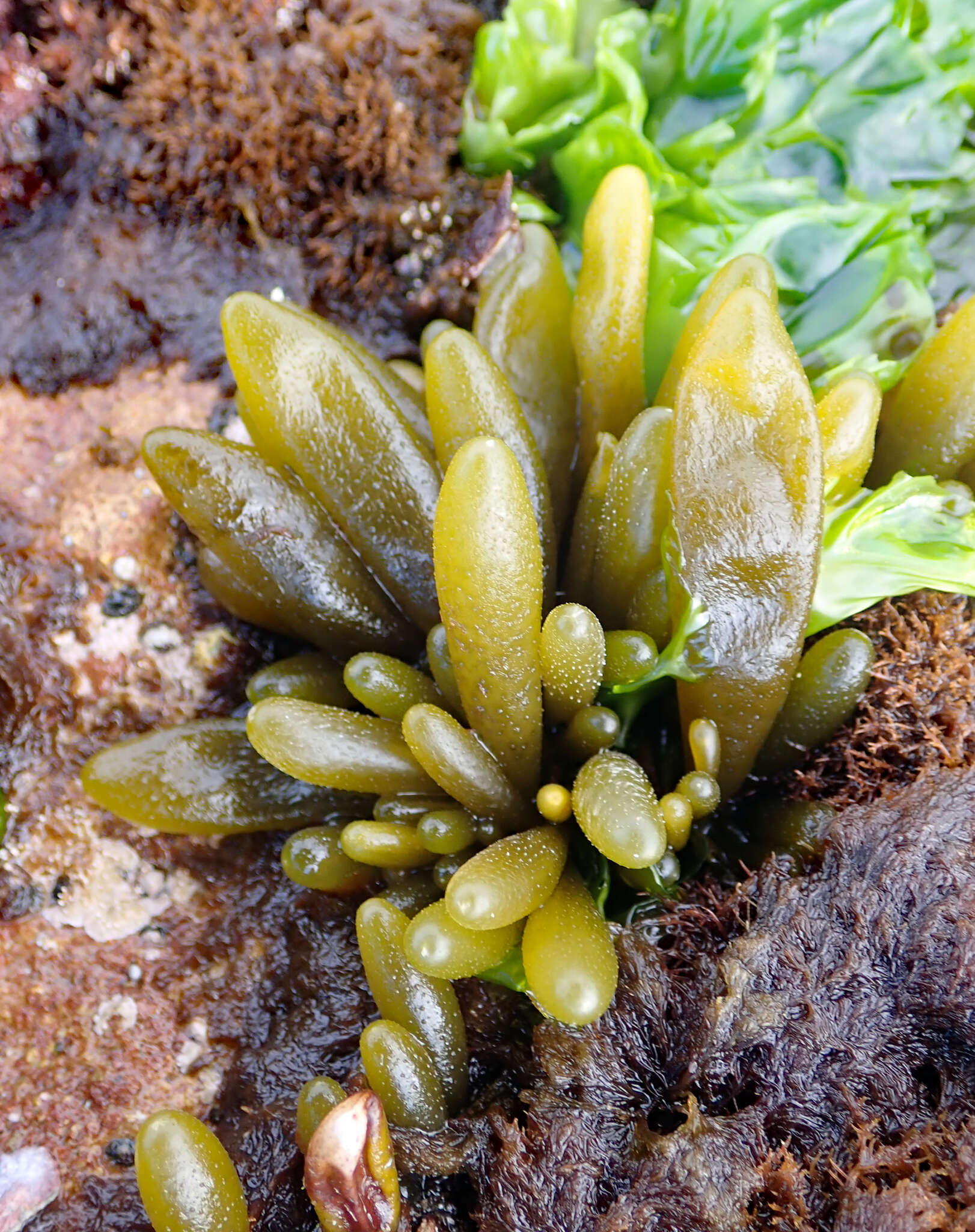 Image of Adenocystis utricularis