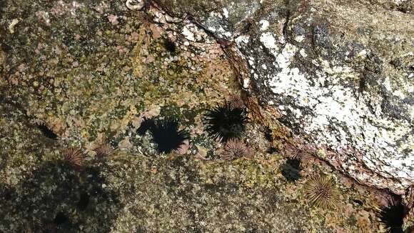 Image of Burrowing urchin