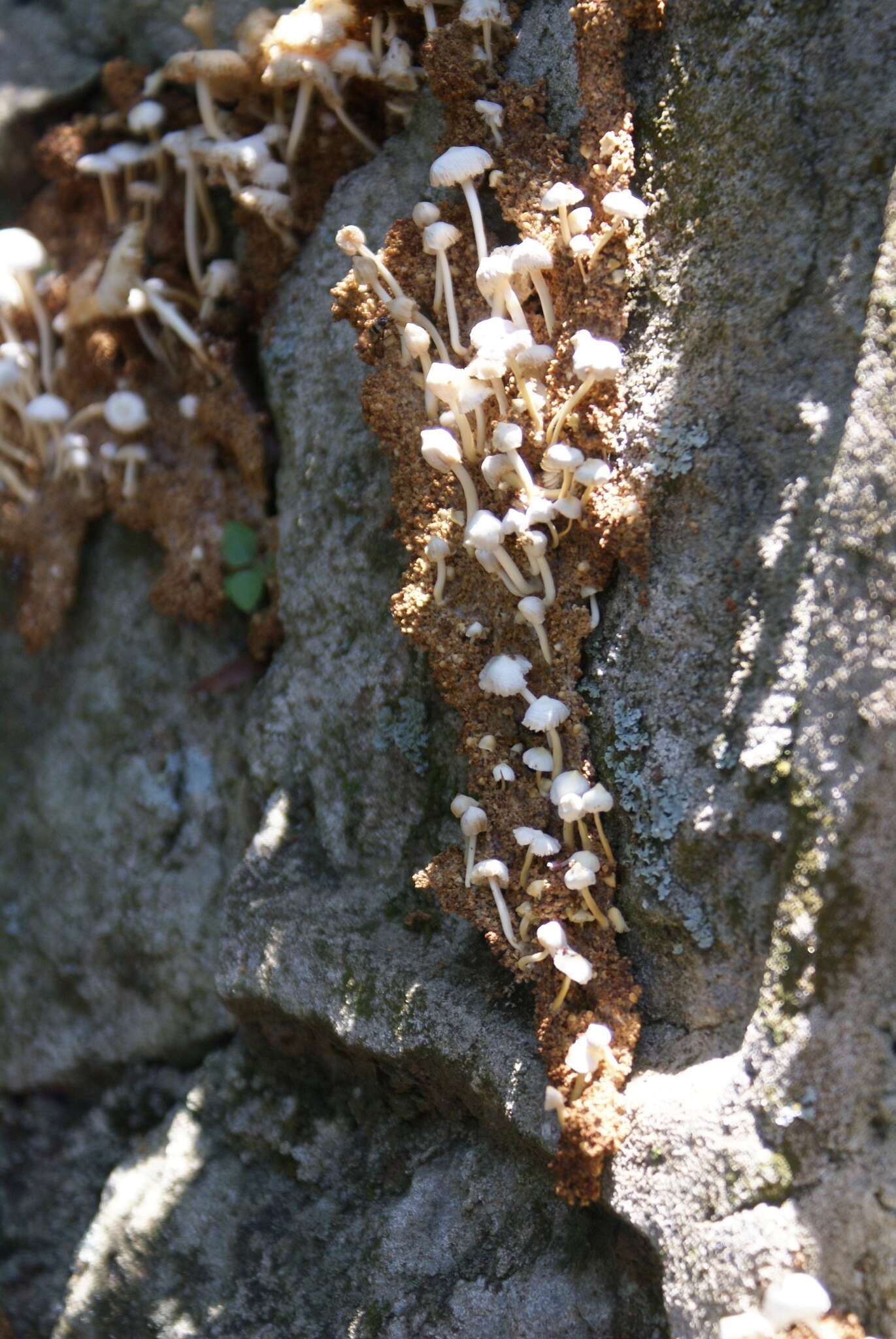 Image of Termitomyces microcarpus (Berk. & Broome) R. Heim 1942