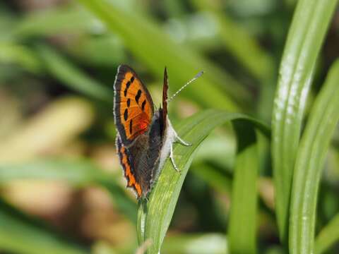 Image of <i>Lycaena phlaeas daimio</i>