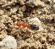 Image of Bi-colored Pyramid Ant