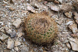 Image of Gymnocalycium spegazzinii subsp. cardenasianum (F. Ritter) R. Kiesling & Metzing