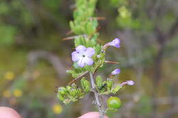 Duranta armata Moldenke resmi