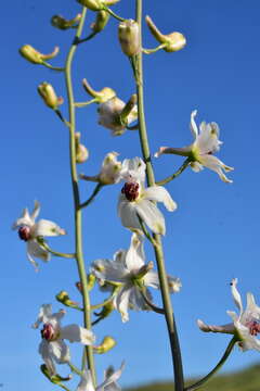 Image of California larkspur