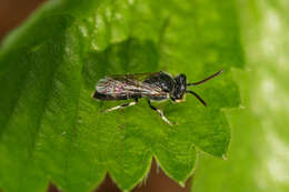 Image of Hyaline Masked Bee