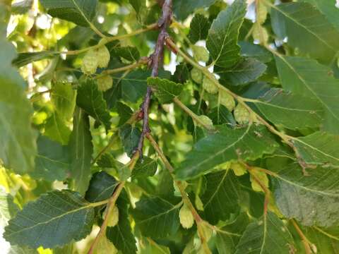 Image de Nothofagus obliqua (Mirb.) Oerst.