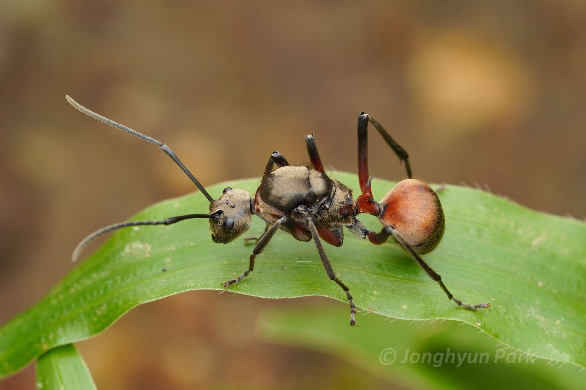 Image de Polyrhachis bihamata (Drury 1773)