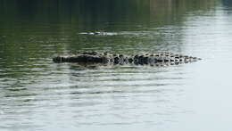 Image of Broad-snouted Crocodile