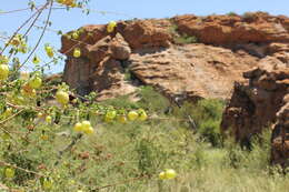 Image of Tinnea rhodesiana S. Moore