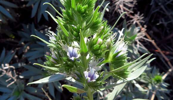 Image of Echium vulcanorum A. Chev.