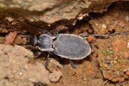 Слика од Carabus (Oreocarabus) luetgensi luetgensi Beuthin 1886