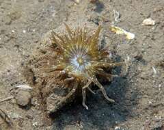 Image of grass crack anemone