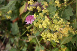 Imagem de Astrantia maxima Pall.