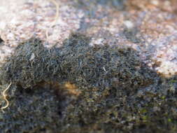 Image of Waterside rockshag lichen