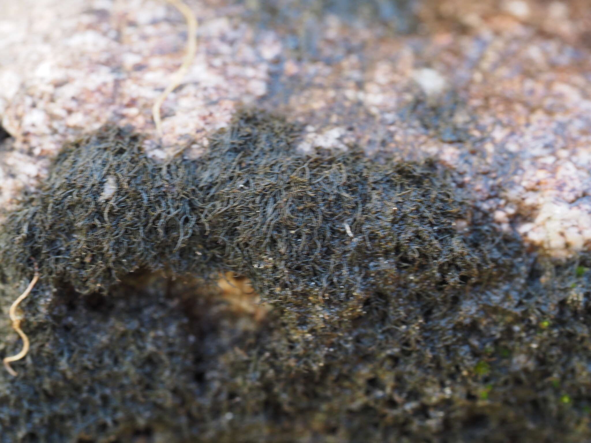 Image of Waterside rockshag lichen