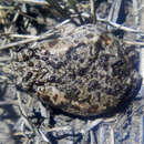 Image of Northern Toadlet