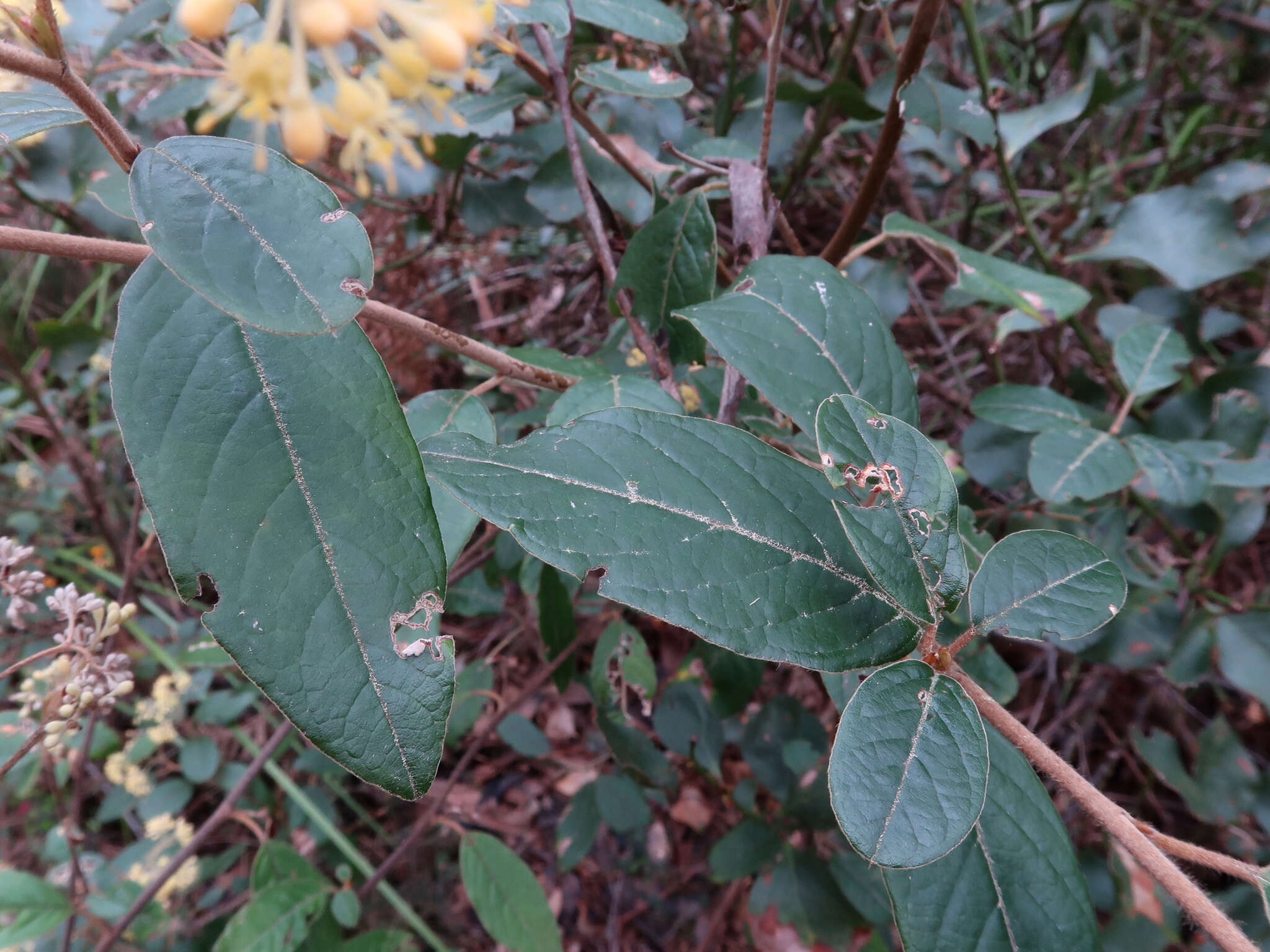 Image of Pomaderris pilifera N. A. Wakefield