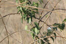 Image of Ipomoea populina House