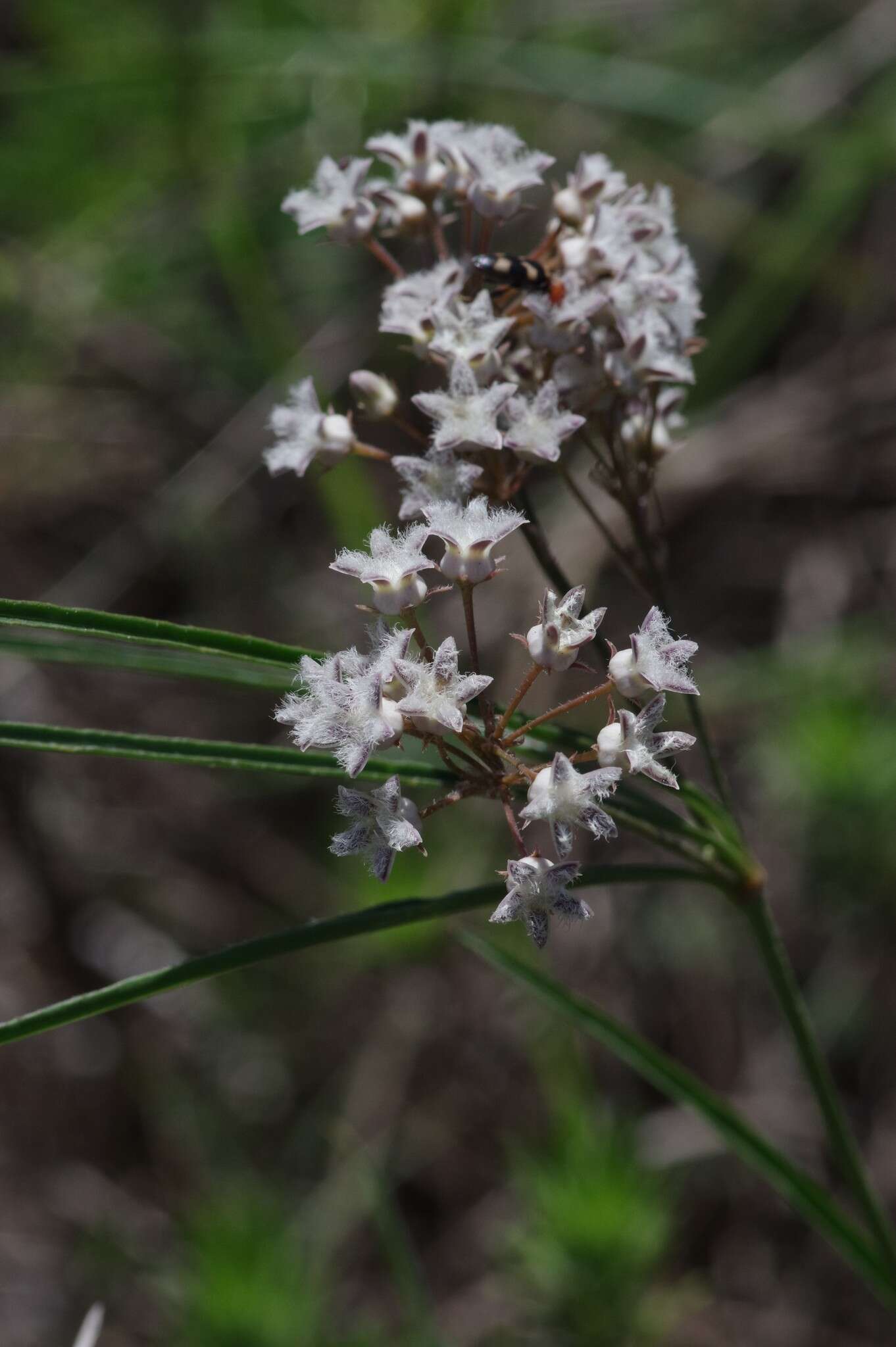 صورة Sisyranthus barbatus (Turcz.) N. E. Br.