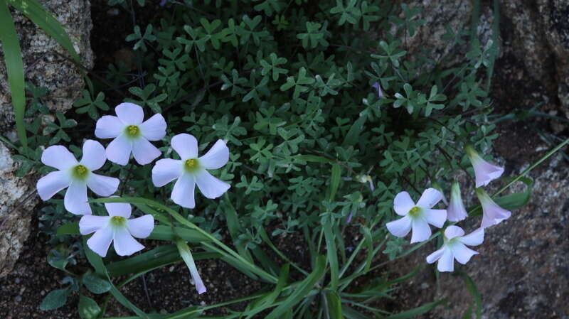 Sivun Oxalis comosa E. Mey. ex Harv. & Sond. kuva