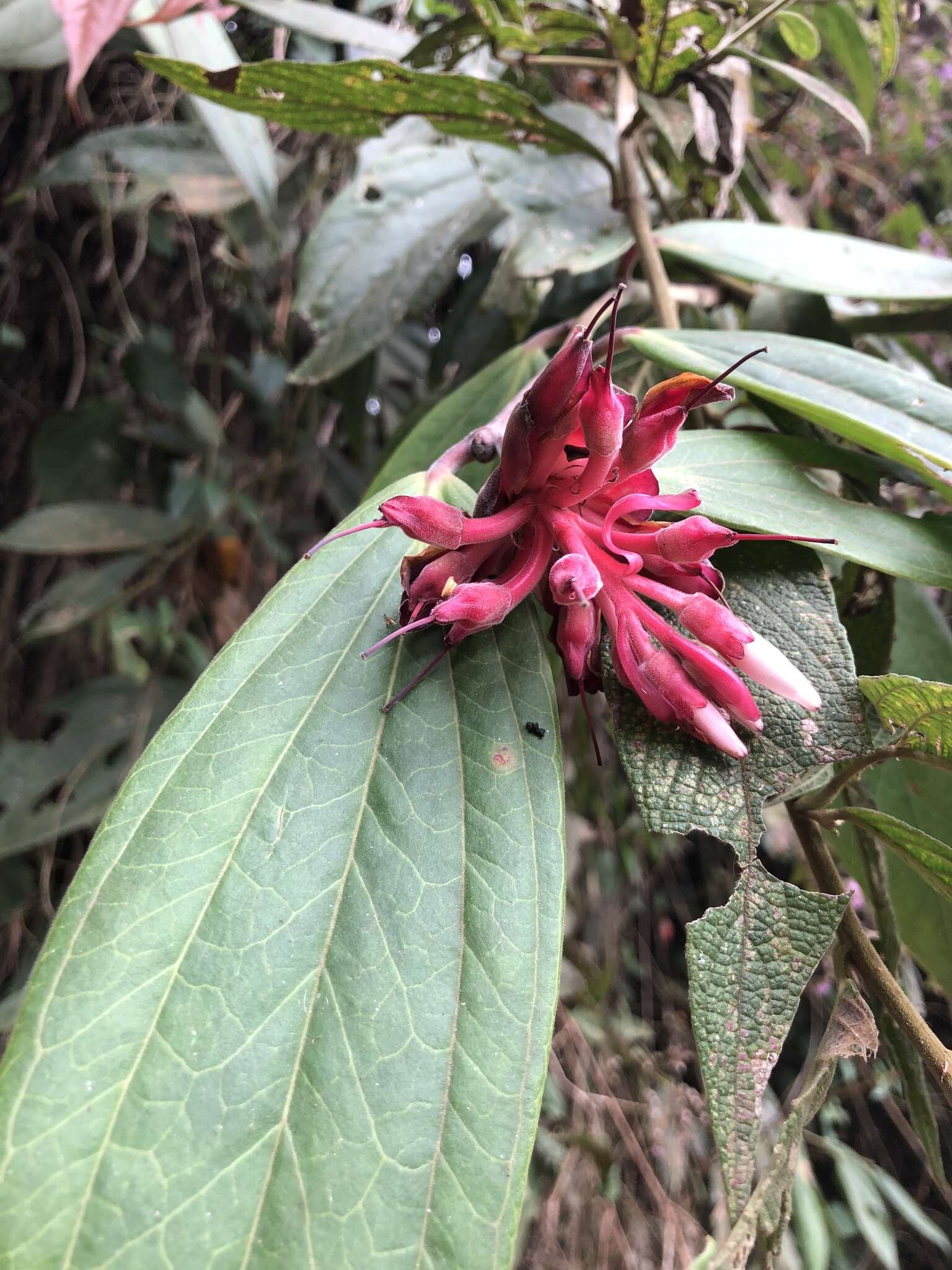 Image of Cavendishia pubescens (Kunth) Hemsl.