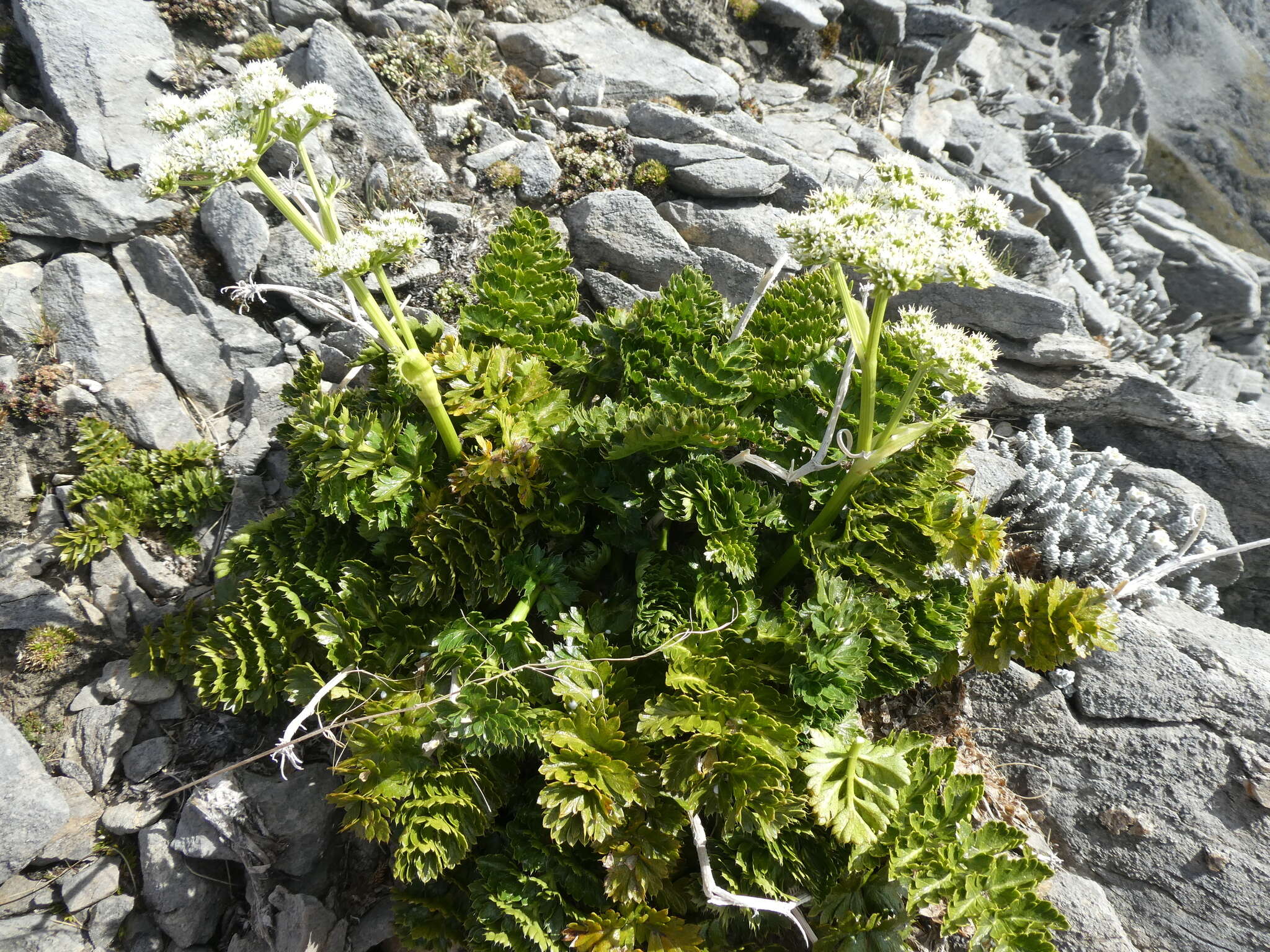 Imagem de Anisotome pilifera (Hook. fil.) Cockayne & Laing