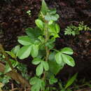 Image of Naregamia alata Wight & Arn.