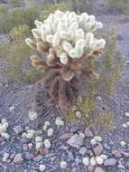 Image of teddybear cholla