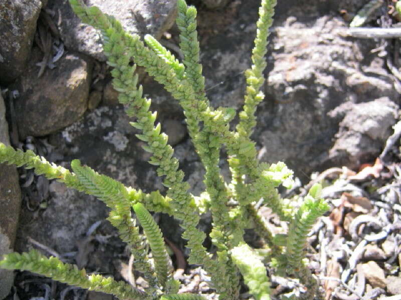 Image of <i>Crassula <i>muscosa</i></i> var. muscosa