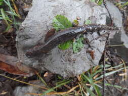 Image of Galeana False Brook Salamander