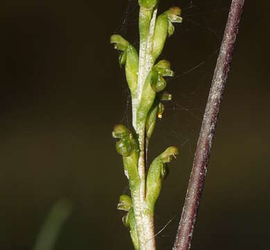 Image of Dark mignonette orchid